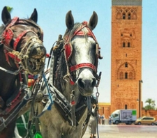 Marrakech Medina Excursions