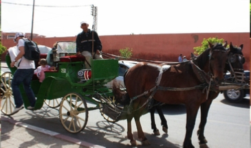 Marrakech Gardens Horse Drawn Carriage Marrakech Gardens Horse Drawn Carriage
