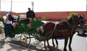 Marrakech Gardens Horse Drawn Carriage